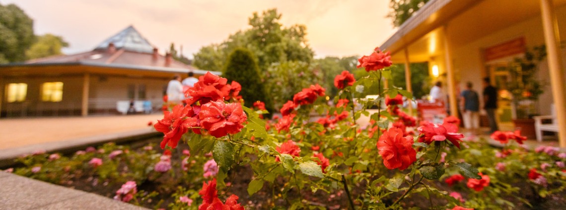 Ein blühender Rosenbusch wächst vor einem Gebäude im Rosengarten Forst (Lausitz)