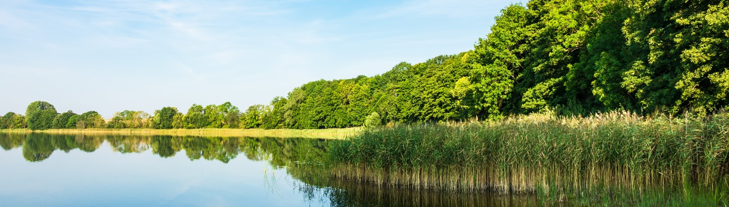 Ein See in einer bewaldeten Region, am Rand wächst Schilfgras.