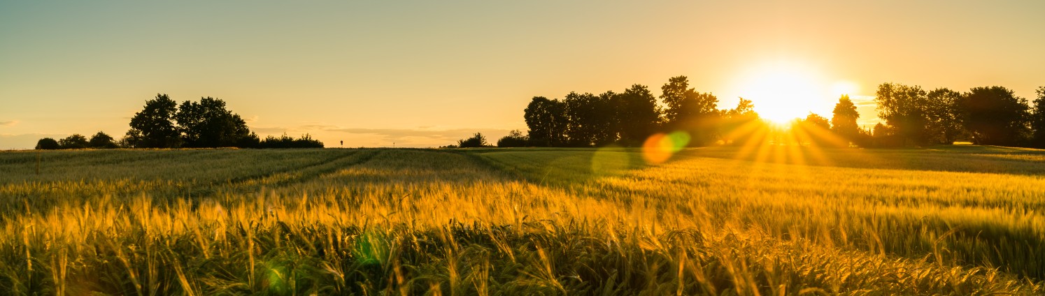 Ein Feld in der Natur