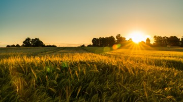 Ein Feld in der Natur